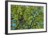 A Lenga Tree, Nothofagus Pumilio, Native to Southern Chile and Argentina-Bennett Barthelemy-Framed Photographic Print
