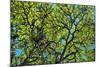 A Lenga Tree, Nothofagus Pumilio, Native to Southern Chile and Argentina-Bennett Barthelemy-Mounted Photographic Print