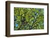 A Lenga Tree, Nothofagus Pumilio, Native to Southern Chile and Argentina-Bennett Barthelemy-Framed Photographic Print