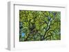 A Lenga Tree, Nothofagus Pumilio, Native to Southern Chile and Argentina-Bennett Barthelemy-Framed Photographic Print