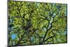 A Lenga Tree, Nothofagus Pumilio, Native to Southern Chile and Argentina-Bennett Barthelemy-Mounted Photographic Print