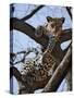 A Leopard Gazes Intently from a Comfortable Perch in a Tree in Samburu National Reserve-Nigel Pavitt-Stretched Canvas