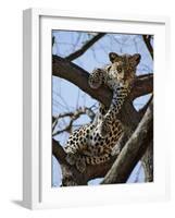 A Leopard Gazes Intently from a Comfortable Perch in a Tree in Samburu National Reserve-Nigel Pavitt-Framed Photographic Print