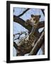 A Leopard Gazes Intently from a Comfortable Perch in a Tree in Samburu National Reserve-Nigel Pavitt-Framed Photographic Print