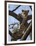 A Leopard Gazes Intently from a Comfortable Perch in a Tree in Samburu National Reserve-Nigel Pavitt-Framed Photographic Print