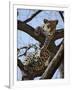 A Leopard Gazes Intently from a Comfortable Perch in a Tree in Samburu National Reserve-Nigel Pavitt-Framed Photographic Print