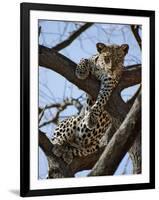 A Leopard Gazes Intently from a Comfortable Perch in a Tree in Samburu National Reserve-Nigel Pavitt-Framed Photographic Print