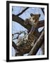 A Leopard Gazes Intently from a Comfortable Perch in a Tree in Samburu National Reserve-Nigel Pavitt-Framed Photographic Print