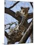 A Leopard Gazes Intently from a Comfortable Perch in a Tree in Samburu National Reserve-Nigel Pavitt-Mounted Photographic Print