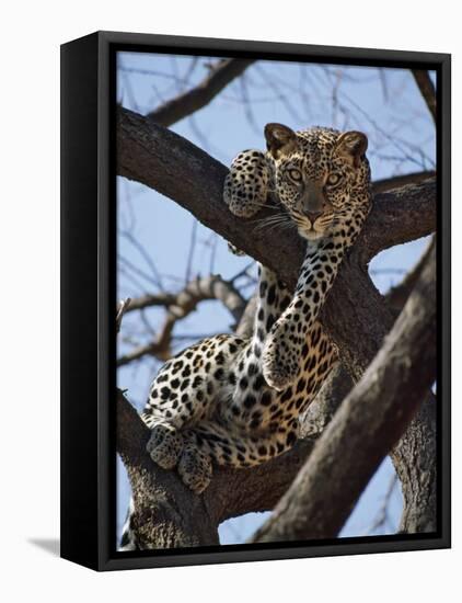 A Leopard Gazes Intently from a Comfortable Perch in a Tree in Samburu National Reserve-Nigel Pavitt-Framed Stretched Canvas