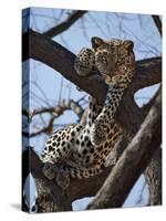 A Leopard Gazes Intently from a Comfortable Perch in a Tree in Samburu National Reserve-Nigel Pavitt-Stretched Canvas