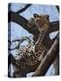 A Leopard Gazes Intently from a Comfortable Perch in a Tree in Samburu National Reserve-Nigel Pavitt-Stretched Canvas