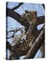 A Leopard Gazes Intently from a Comfortable Perch in a Tree in Samburu National Reserve-Nigel Pavitt-Stretched Canvas