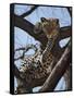 A Leopard Gazes Intently from a Comfortable Perch in a Tree in Samburu National Reserve-Nigel Pavitt-Framed Stretched Canvas