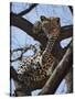 A Leopard Gazes Intently from a Comfortable Perch in a Tree in Samburu National Reserve-Nigel Pavitt-Stretched Canvas