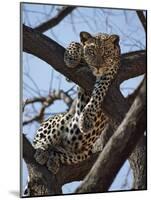 A Leopard Gazes Intently from a Comfortable Perch in a Tree in Samburu National Reserve-Nigel Pavitt-Mounted Photographic Print