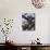 A Leopard Gazes Intently from a Comfortable Perch in a Tree in Samburu National Reserve-Nigel Pavitt-Photographic Print displayed on a wall