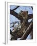 A Leopard Gazes Intently from a Comfortable Perch in a Tree in Samburu National Reserve-Nigel Pavitt-Framed Photographic Print