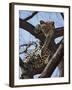 A Leopard Gazes Intently from a Comfortable Perch in a Tree in Samburu National Reserve-Nigel Pavitt-Framed Photographic Print