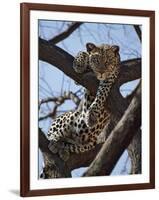 A Leopard Gazes Intently from a Comfortable Perch in a Tree in Samburu National Reserve-Nigel Pavitt-Framed Photographic Print