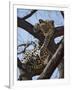 A Leopard Gazes Intently from a Comfortable Perch in a Tree in Samburu National Reserve-Nigel Pavitt-Framed Photographic Print