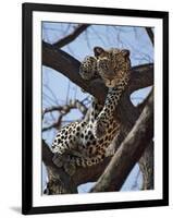 A Leopard Gazes Intently from a Comfortable Perch in a Tree in Samburu National Reserve-Nigel Pavitt-Framed Photographic Print