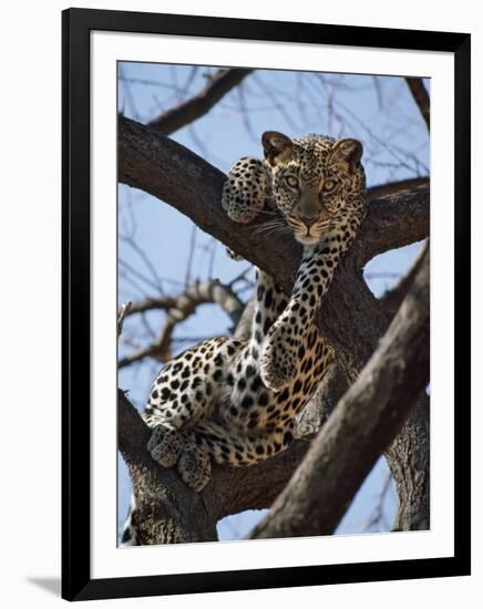 A Leopard Gazes Intently from a Comfortable Perch in a Tree in Samburu National Reserve-Nigel Pavitt-Framed Photographic Print