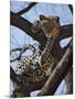 A Leopard Gazes Intently from a Comfortable Perch in a Tree in Samburu National Reserve-Nigel Pavitt-Mounted Photographic Print