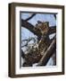 A Leopard Gazes Intently from a Comfortable Perch in a Tree in Samburu National Reserve-Nigel Pavitt-Framed Photographic Print