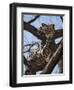 A Leopard Gazes Intently from a Comfortable Perch in a Tree in Samburu National Reserve-Nigel Pavitt-Framed Photographic Print