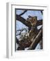 A Leopard Gazes Intently from a Comfortable Perch in a Tree in Samburu National Reserve-Nigel Pavitt-Framed Photographic Print