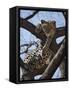 A Leopard Gazes Intently from a Comfortable Perch in a Tree in Samburu National Reserve-Nigel Pavitt-Framed Stretched Canvas