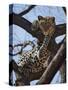 A Leopard Gazes Intently from a Comfortable Perch in a Tree in Samburu National Reserve-Nigel Pavitt-Stretched Canvas