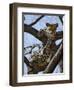 A Leopard Gazes Intently from a Comfortable Perch in a Tree in Samburu National Reserve-Nigel Pavitt-Framed Photographic Print