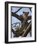 A Leopard Gazes Intently from a Comfortable Perch in a Tree in Samburu National Reserve-Nigel Pavitt-Framed Photographic Print