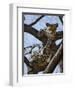 A Leopard Gazes Intently from a Comfortable Perch in a Tree in Samburu National Reserve-Nigel Pavitt-Framed Photographic Print