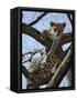 A Leopard Gazes Intently from a Comfortable Perch in a Tree in Samburu National Reserve-Nigel Pavitt-Framed Stretched Canvas