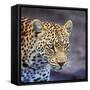 A Leopard Hunting in a Forest in Kenya-John Alves-Framed Stretched Canvas