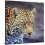 A Leopard Hunting in a Forest in Kenya-John Alves-Stretched Canvas