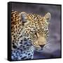 A Leopard Hunting in a Forest in Kenya-John Alves-Framed Stretched Canvas