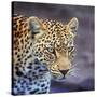 A Leopard Hunting in a Forest in Kenya-John Alves-Stretched Canvas