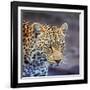 A Leopard Hunting in a Forest in Kenya-John Alves-Framed Photographic Print