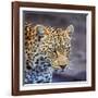 A Leopard Hunting in a Forest in Kenya-John Alves-Framed Photographic Print