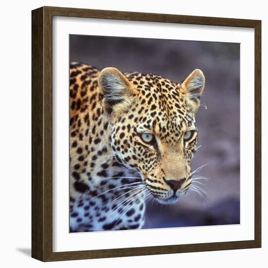 A Leopard Hunting in a Forest in Kenya-John Alves-Framed Photographic Print