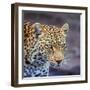 A Leopard Hunting in a Forest in Kenya-John Alves-Framed Photographic Print