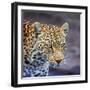 A Leopard Hunting in a Forest in Kenya-John Alves-Framed Photographic Print