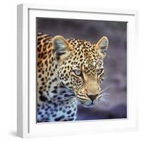 A Leopard Hunting in a Forest in Kenya-John Alves-Framed Photographic Print