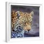 A Leopard Hunting in a Forest in Kenya-John Alves-Framed Photographic Print