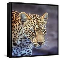 A Leopard Hunting in a Forest in Kenya-John Alves-Framed Stretched Canvas