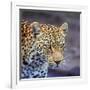 A Leopard Hunting in a Forest in Kenya-John Alves-Framed Photographic Print